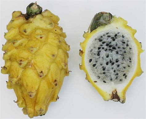 File:Yellow pitaya.jpg - Wikimedia Commons
