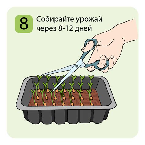 Турнепс семена микрозелени