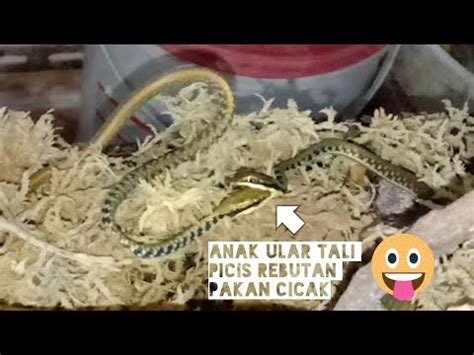 Anak Ular Tali Picis Berebutan Makanan Dendrelaphis Pictus Youtube