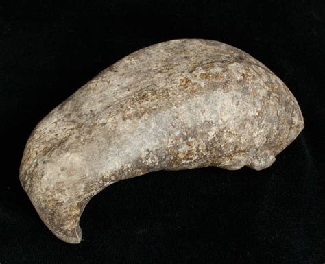 Fossil Cetacean Whale Ear Bone Miocene For Sale 3475