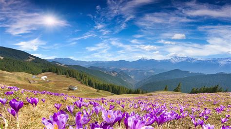 «crocus field» HD Wallpapers