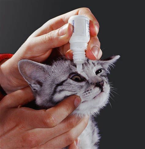 Почему у котенка гноится глаз: эффективные способы лечения питомца