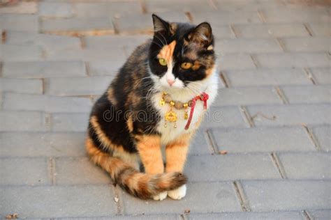 Squatting Pussy Back Stock Photos Free Royalty Free Stock Photos From Dreamstime