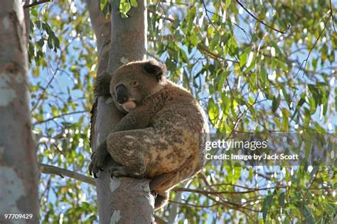 Koala Habitat Trees Photos and Premium High Res Pictures - Getty Images