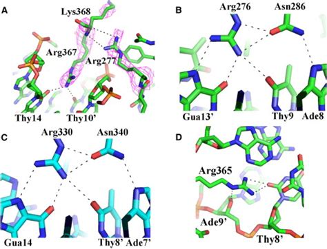 DNA Recognition by the GATA3 DBD | Download Scientific Diagram