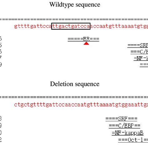 Bioinformatics Predicted Transcription Factor Binding Sites On The 12 Download Scientific