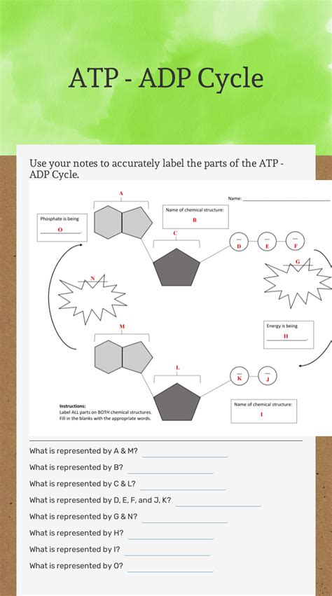 Atp Adp Cycle Worksheet Printable Calendars At A Glance
