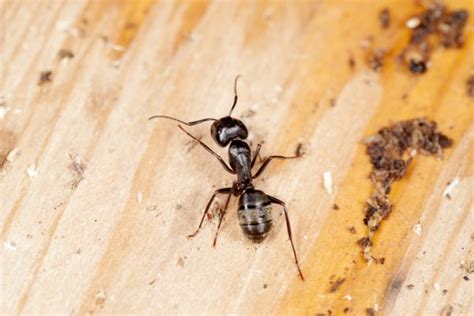 Signs Of A Carpenter Ant Infestation A1 Exterminators