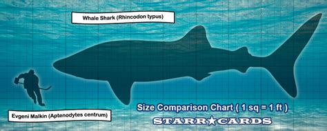 Whale Shark Size Comparison Chart | Images and Photos finder