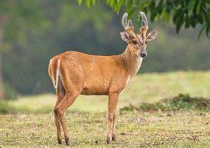 Barking Deer Facts: Ecology, Behavior & Conservation - Rajaji Jungle Safari