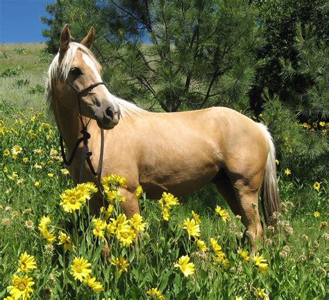 Top 103+ Pictures Pictures Of Palomino Horses Latest