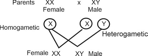 Mechanism Of Sex Determination Study Solutions