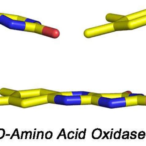 Ribbon Diagram Showing The Three Dimensional Structures Of Human Mao A