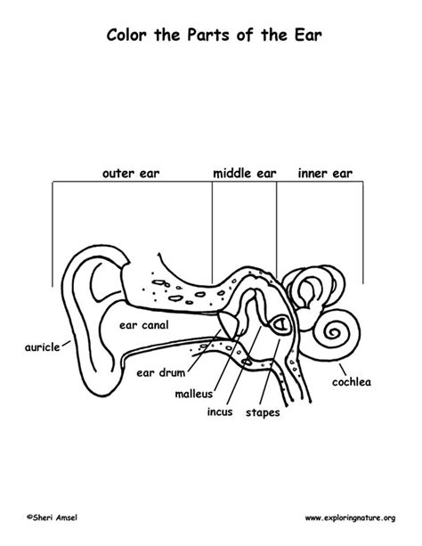 Ear Anatomy Coloring Page