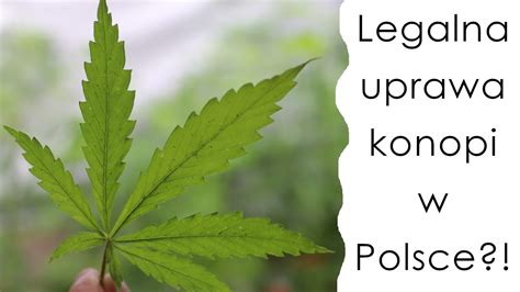 Legalna Uprawa Konopi W Polsce Jak To Zrobi How To Grow Legal