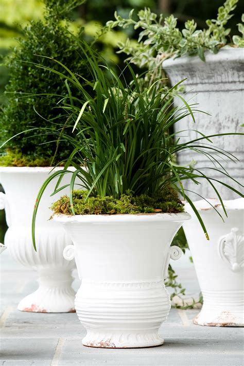Vietri Rustic Garden White Medium Flair Planter And Reviews Wayfair