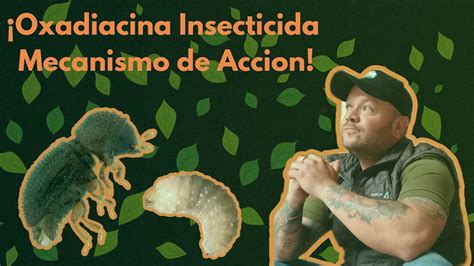 ¡como Es El Mecanismo De Accion De Los Insecticidas Oxadiacinas Y Su Efecto En Plagas Agricolas