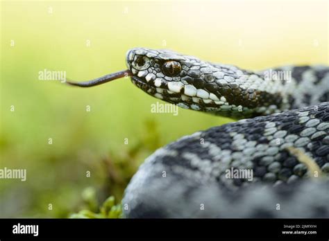 Common Viper Vipera Berus Stock Photo Alamy