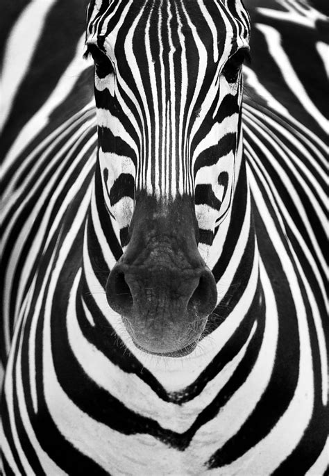 Zebra close-up - Wallpaper