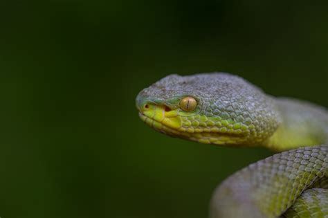 Premium Photo | Close up yellow lipped green pit viper snake