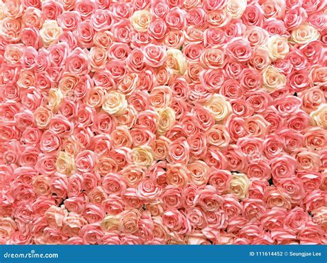 Pastelkleur Van Rozen Op De Muur Nuttig Voor Huwelijksdecoratie Behang