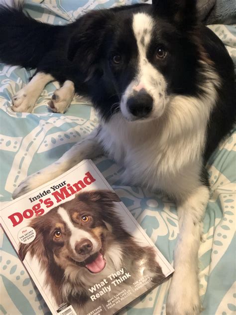 border collies    smartest breed rbordercollie