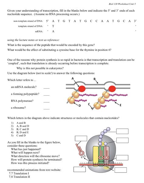 Solved Biol 130 Worksheet Unit 5 Given Your Understanding Of