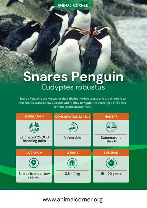 Snares Penguin - Facts, Diet & Habitat Information