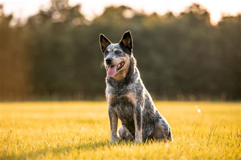 The Top 10 Best Blue Heeler Breeders In The U.S.