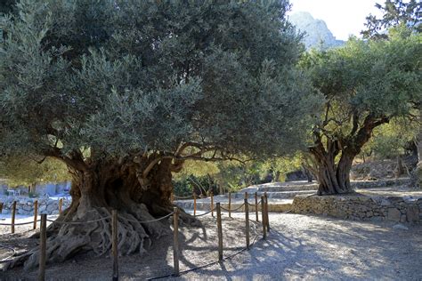 Kavousi Olive Tree Elounda Pictures Greece In Global Geography