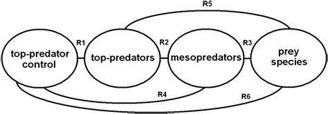 Schematic Representation Of The Six Primary Interrelationships Between