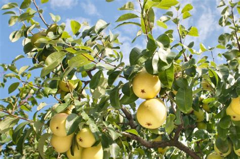 How To Grow Pear Trees Stark Bros