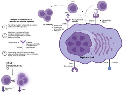 This Figure Depicts The Main Bispecific Antibodies In Ongoing Clinical