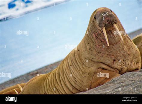 Walrus, Odobenus rosmarus, Arctic, Spitsbergen, Svalbard, Norway ...