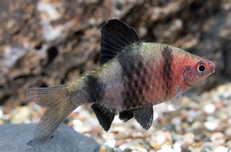 black ruby barb pethia nigrofasciata sydney city aquarium