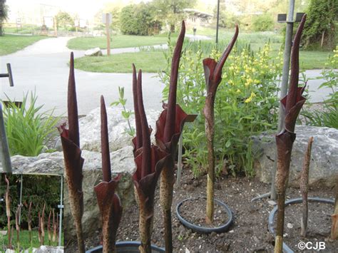 Аморфофаллус: уход в домашних условиях, пересадка и размножение