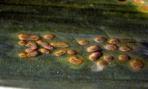 Garlic Diseases And Pests Description Uses Propagation