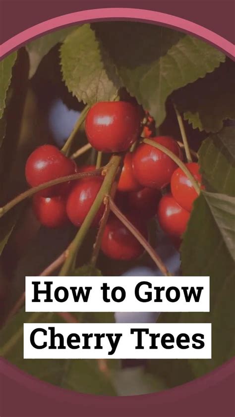 How To Grow Cherry Trees From Pits Artofit