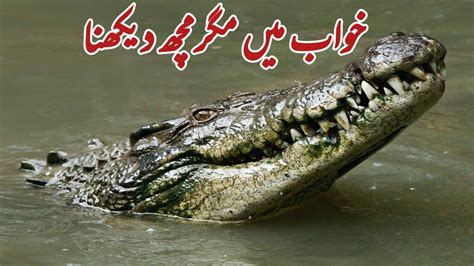 Khwab Mein Magarmach Dekhna Ki Tabeer