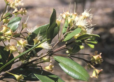 Syzygium Australe Australian Plants Society