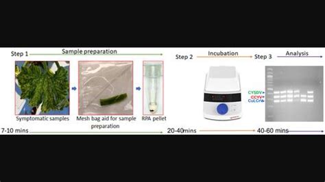 Rt Rpa Molecular Plant Pathology X Mol