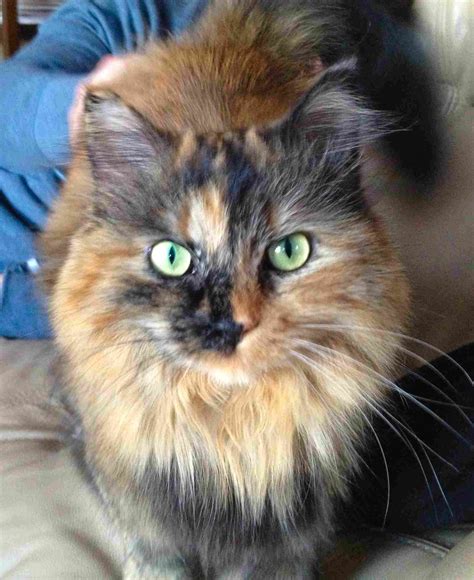 Tortoiseshell Maine Coon Cat