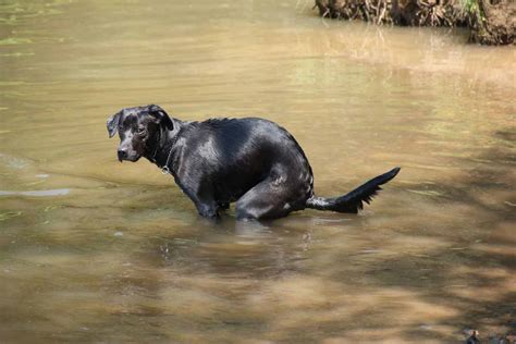 Il Cane Guarda Fisso Il Padrone Mentre Fa La Cacca Cosa Significa