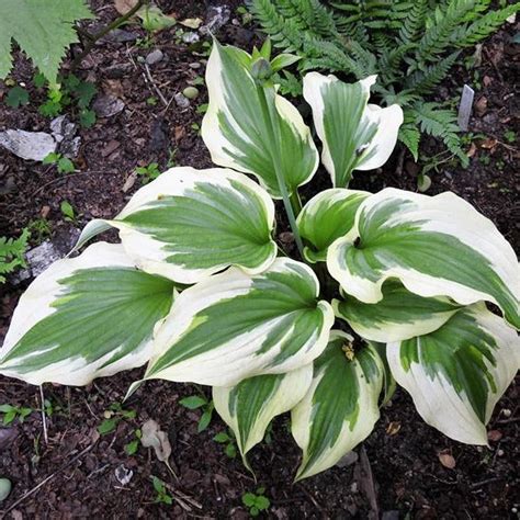 Hosta "Silk Road" | Rasadnik Mihalek