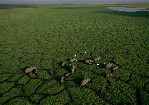 100 years of elephants: See how Nat Geo has photographed these iconic ...