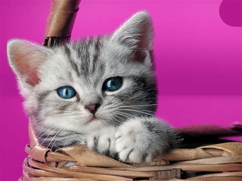 Картинки Кошки Вискас — Картинки фотографии