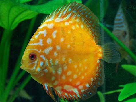 Discus Freshwater Fish Virtdk
