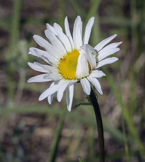 Leucanthemum vulgare - Изображение особи - Плантариум