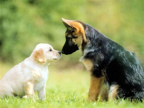 Cute Dog Images Hd Wallpapers - Infoupdate.org