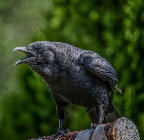 Crow Attack